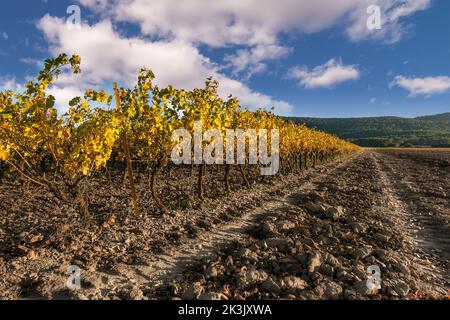 Vista panoramica del vigneto in Provenza sud della Francia contro le nuvole autunnali Foto Stock