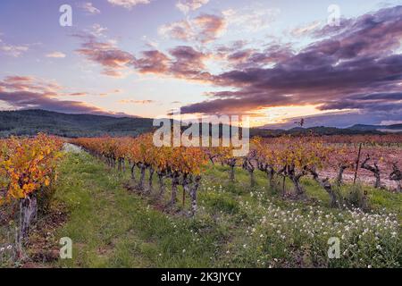 Vista panoramica del vigneto in Provenza sud della Francia contro il tramonto drammatico autunno Foto Stock