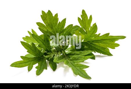 Ramo ragweed comune isolato su sfondo bianco Foto Stock