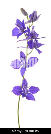 Fiori di Larkspur isolato su sfondo bianco Foto Stock