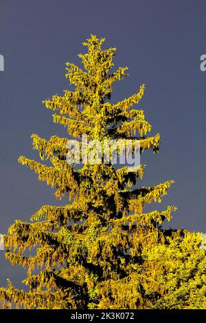 Una Spruce norvegese naturalizzata in Pennsylvania; 's Pocono Mountains in un sole tardo pomeriggio. Foto Stock