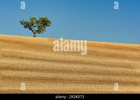 Vista panoramica del campo di grano raccolto in Provenza sud della Francia con mandorla durante l'estate contro il cielo blu Foto Stock