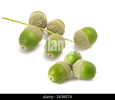 Rovere comune ( Quercus robur) ghiande isolate su sfondo bianco Foto Stock
