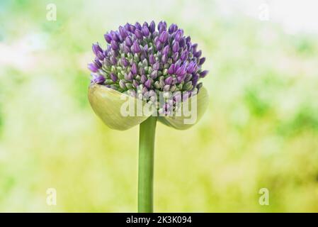 Cipolla gigante testa di fiori su sfondo sfocato Foto Stock