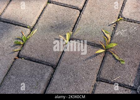 Vista ad angolo alto del marciapiede del sentiero con erbacce piccole che crescono da Foto Stock