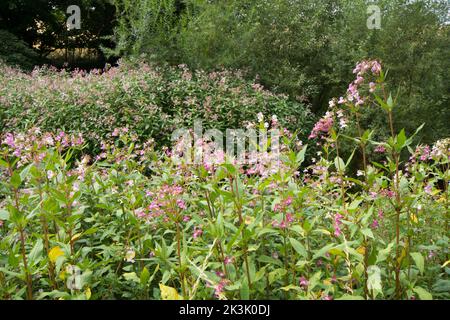 Balsamo himalayano, balsamo indiano, Impatiens glandulifera, pianta invasiva in grande area sulla riva del fiume Rother, Midhurst, Sussex, luglio Foto Stock