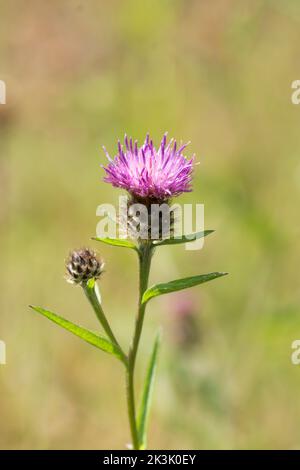 A maglia minore, Centaurea nigra, a maglia comune, a maglia nera, a teste dure, Luglio Foto Stock