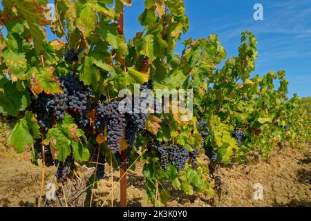 Uve nere pronte per la raccolta. Foto Stock