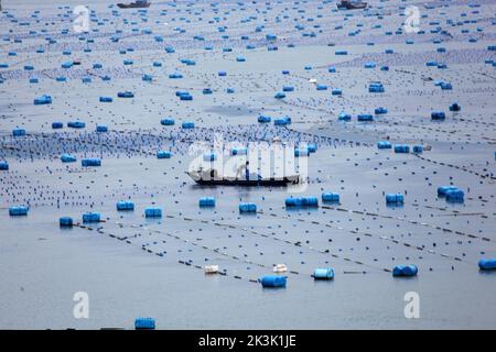 NINGDE, CHIAN - 23 SETTEMBRE 2022 - i lavoratori dell'acquacoltura operano sulla superficie del mare nella città di Ningde, provincia di Fujian, Cina, 23 settembre 2022. Foto Stock