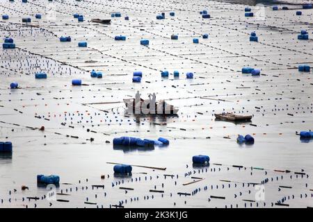 NINGDE, CHIAN - 23 SETTEMBRE 2022 - i lavoratori dell'acquacoltura operano sulla superficie del mare nella città di Ningde, provincia di Fujian, Cina, 23 settembre 2022. Foto Stock