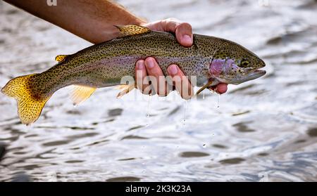 Pesca alla trota nel bacino idrico di Thornton, Leicester, Inghilterra Foto Stock