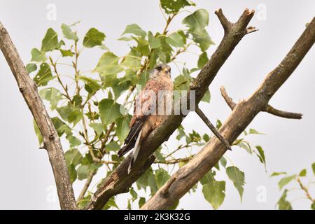 Maschio europeo Kestrel arroccato su un ramo morto che il suo uso come un belvedere. Hampstead Heath, Londra, Inghilterra, Regno Unito. Foto Stock