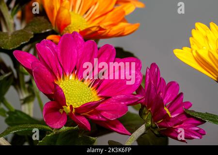 crisanthemum, un bouquet di fiori in fiore da vicino, un'infiorescenza di borgogna su uno sfondo grigio e fiori di un colore diverso Foto Stock