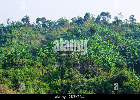 Lo spostamento del campo di coltivazione sopra i tratti collinari del Bangladesh vicino al Bazar di Cox. Spostamento del paesaggio di coltivazione dell'agricoltura sulla collina. Foto Stock