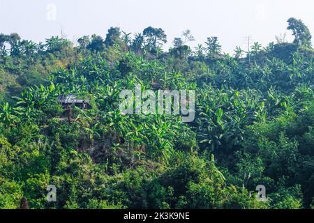 Lo spostamento del campo di coltivazione sopra i tratti collinari del Bangladesh vicino al Bazar di Cox. Spostamento del paesaggio di coltivazione dell'agricoltura sulla collina. Foto Stock