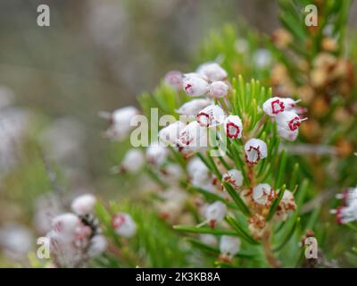 Brughiera Cornish (Erica vagans) grumo, forma bianca, fioritura su brughiera costiera alcalina, il Lizard, Cornovaglia, Regno Unito, settembre. Foto Stock