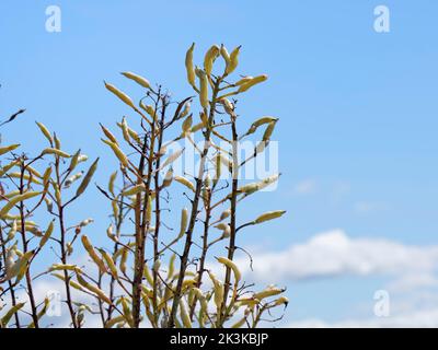 Cavolo di mare (Brassica oleracea var. Oleracea) podi di di semi maturi sulla cima di una scogliera costiera calcarea, Handfast Point, Dorset, UK, luglio. Foto Stock
