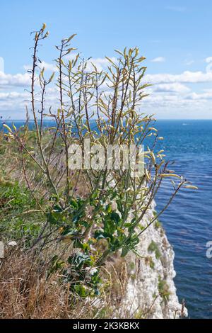 Cavolo di mare (Brassica oleracea var. Oleracea) grumo con podi di semi maturi sulla cima di roccia calcarea costiera, Handfast Point, Dorset, Regno Unito, luglio. Foto Stock
