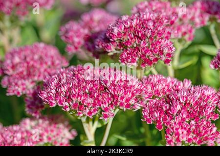 Pianta di sedum a fiore rosso, HyloTelephium telephium Foto Stock