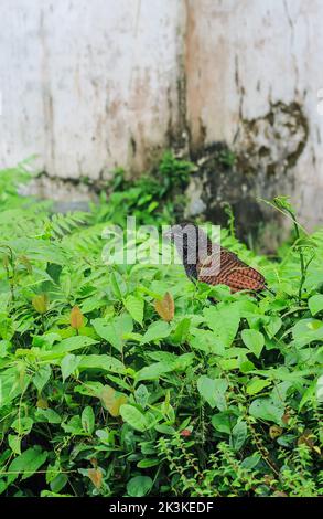 Vista ravvicinata di un giovane uccello coucal. Il bubut Besar ( Greater coucal ) è un uccello della famiglia dei Cuculidae. Il maggiore couch. Foto Stock