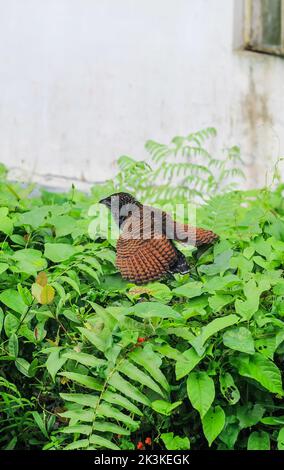 Vista ravvicinata di un giovane uccello coucal. Il bubut Besar ( Greater coucal ) è un uccello della famiglia dei Cuculidae. Il maggiore couch. Foto Stock