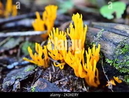 Calocera viscosa, comunemente noto come il giallo stagshorn Foto Stock