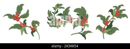 Ramo di Natale di bacche agrifoglio. Serie di rami. Illustrazione vettoriale. Immagine di pianta di bacche agrifoglio Illustrazione Vettoriale