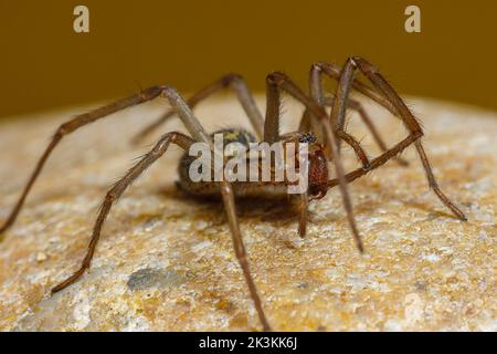 La grande casa ragno Tegenaria domestica Foto Stock