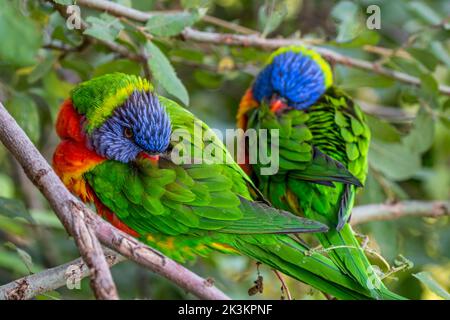 Due corikeets arcobaleno (Trichoglossus moluccanus) che riposano nell'albero, specie di pappagallo originaria dell'Australia Foto Stock