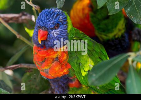 Arcobaleno loricheet (Trichoglosso moluccanus) arroccato nell'albero, specie di pappagallo originario dell'Australia Foto Stock