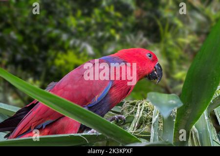 Eclectus pappagallo (Eclectus roratus) femmina arroccata nell'albero, originaria della Nuova Guinea, dell'Australia e dell'Indonesia Foto Stock