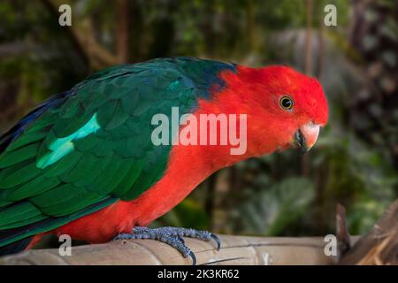 Pappagallo del re australiano (Alisterus scapularis / Psittacus cyanopygius) arroccato in un albero, endemico dell'Australia orientale Foto Stock