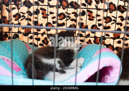Gattino nero con occhi verdi in una gabbia da vicino Foto Stock