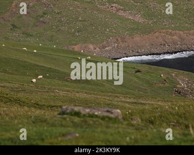 Pecore su Sgeir nan Sidhean, Moonen Bay dal parcheggio di Neist Point Duirnish, Isola di Skye, Scozia. Foto Stock