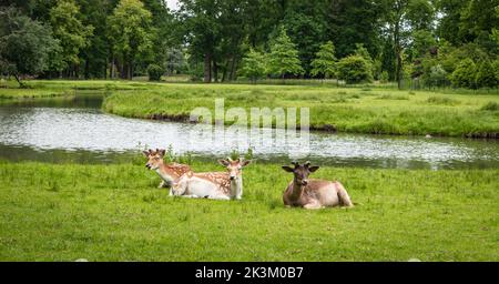 Capriolo giovane sdraiato sull'erba. Foto Stock