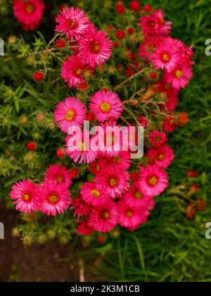 Primo piano della pianta da giardino perenne erbacea rossa a fiore deciduo Aster novi-Belgi o Michaelmas Daisy in fiore dalla fine dell'estate all'autunno. Foto Stock