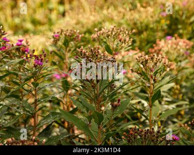 Primo piano della pianta erbacea perenne da giardino alta crescita 2m fiori appassiti di Vernonia arkansana o Arkansas ironweed visto in suolo umido. Foto Stock