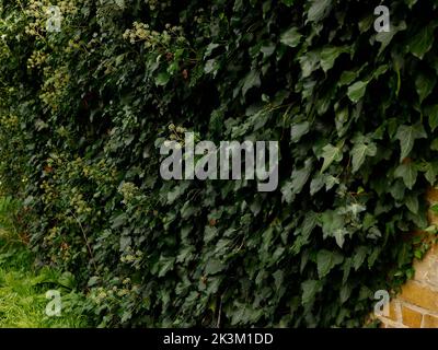 Primo piano del giardino sempreverde pianta Ivy con fiori visto arrampicata e copertura di un muro nel Regno Unito nel mese di settembre. Foto Stock