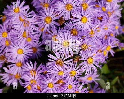 Primo piano della fine estate e autunno fioritura showy pianta giardino fiorito Aster amellus re Giorgio visto nel giardino nel Regno Unito in tarda estate. Foto Stock