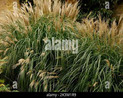 Primo piano della graziosa erba ornamentale e grumosa da giardino Miscanthus sinensis 'piccolo gattino', erba nana Maiden, visto nel Regno Unito . Foto Stock