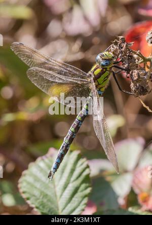 Un maschio Meridionale Hawker Dragonfly (Aeshna cyanea) che riposa su una mora contro i colori autunnali del bosco. Suffolk, Regno Unito Foto Stock