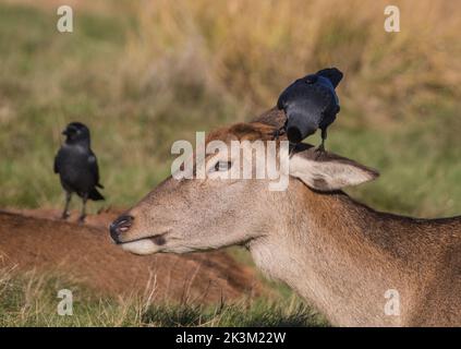 Una femmina di cervo rosso (Cervus elaphus) con un simpatico jackdaw che aiuta con la sua routine di toelettatura. Tenere le orecchie libere dai parassiti. REGNO UNITO Foto Stock