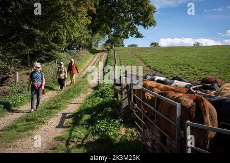 Tre amici si godono un fine settimana a piedi davanti a giovani bovini, un diritto di strada che passa attraverso i terreni agricoli durante un fine settimana di passeggiata nella campagna del Kent, il 25th settembre, a Shoreham, Kent, Inghilterra. Foto Stock