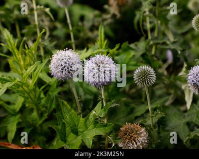 Primo piano della pianta erbacea perenne da giardino Echinops ritro Veitchs Blue o Globe Tistle Veitchs Blue con teste di fiore sferiche in estate. Foto Stock