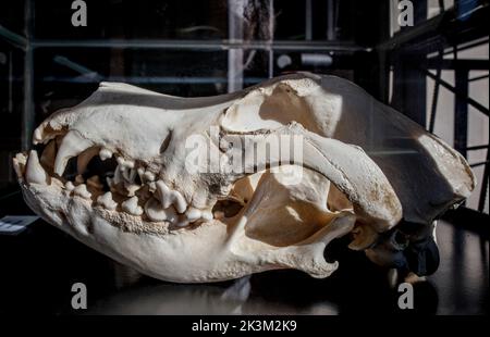 La Garganta, Spagna - 21th novembre 2020: Gran Dane cane cranium, razza di cane di grandi dimensioni provenienti dalla Germania Foto Stock