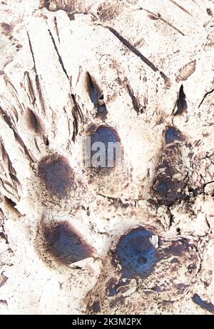 La Garganta, Spagna - 21th novembre 2020: Sentieri del lupo stampati su lastre di gesso. Centro visitatori del lupo iberico, la Garganta, Caceres, Extrenadura, Spagna Foto Stock