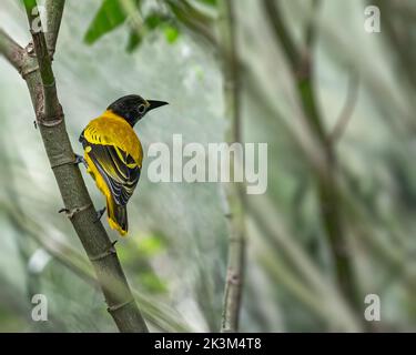 Un Oriole dalla testa nera che riposa su un albero Foto Stock