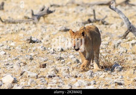 Un giovane Lion Cub che cammina attraverso la savana Etosha. Ha del sangue intorno alla bocca come se avesse appena mangiato una recente uccisione. Foto Stock