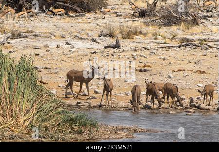 Una mandria di Greater Kudu che beve in una buca d'acqua, il Parco Nazionale di Etosha, Namibia. L'opacità termica e le particelle di polvere sono presenti a causa del calore. Foto Stock