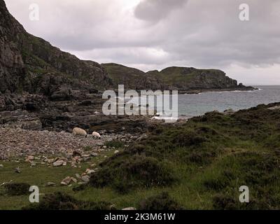 Pascolo di pecore e Leir Mhaodail, Camas Daraich baia vicino al punto di Sleat, Sleat, Isola di Skye, Scozia. Foto Stock